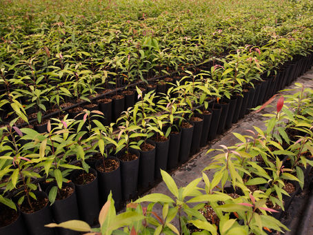 Boost Plant Growth Naturally with Rhizophagus Irregularis
