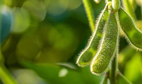 Winter Soybean Yields: Bradyrhizobium japonicum & Soil Health