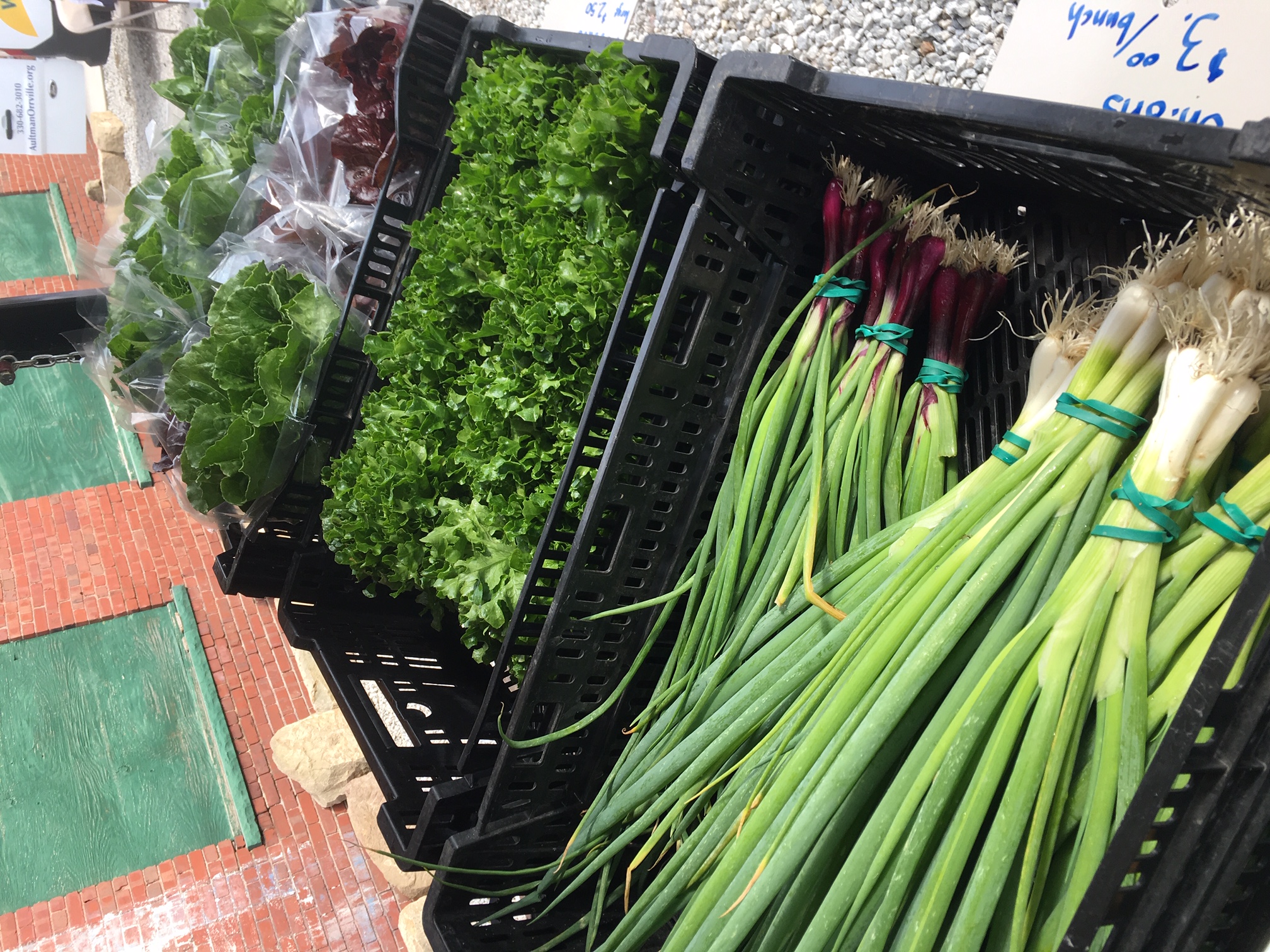 Onions lettuces 2018