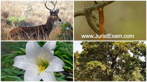 Madhya Pradesh @Symbols @Daily1State