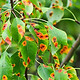 Foliage infected with a disease
