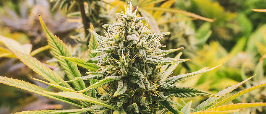 Nährstoffe für Cannabispflanzen