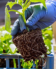 Farmer holding a plant of cucumber with exposed roots, ready for transplanting