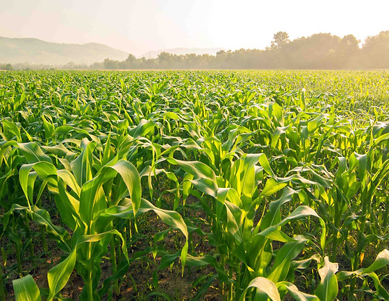 corn field sunny horizon