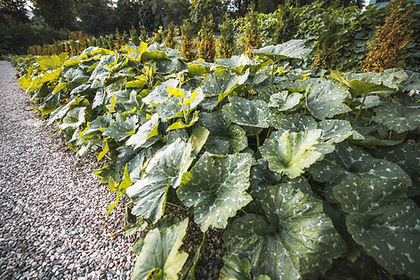 nitrogen fixing bacteria