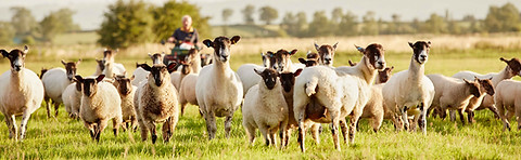 s a-flock-of-sheep-alert-with-their-heads-up-and-a-2025-04-03-08-03-20-utc.jpg