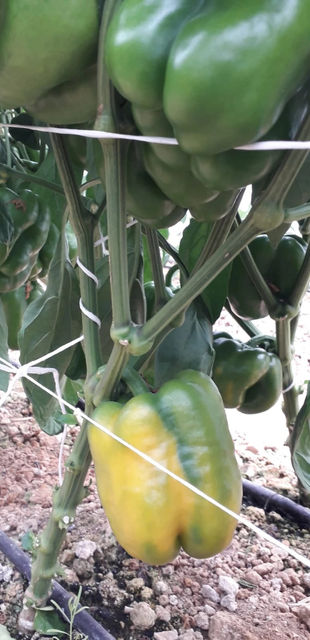 organic and healthy bell peppers treated with RootMax products
