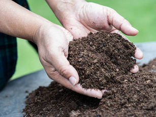 What is in a plant's diet? (1/4): Understanding some types of plant foods