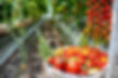 s rich-tomato-harvest-on-the-organic-farm-2023-11-27-05-20-17-utc_edited.jpg