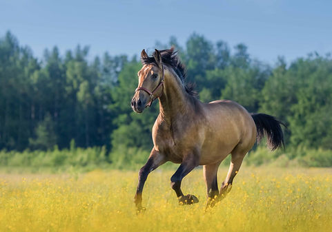 s andalusian-horse-in-summer-blooming-field-2023-11-27-05-22-51-utc.jpg