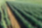 fresh-lettuce-and-green-onion-field-2023-11-27-05-13-27-utc-1.jpg