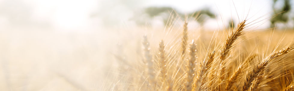 igba header_biofertilizers.jpg