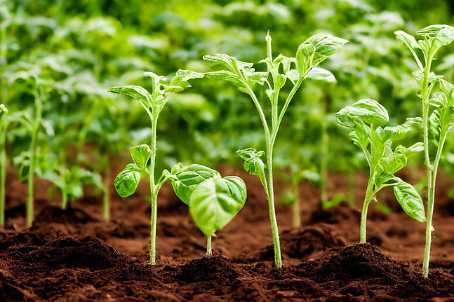 s closeup-shot-of-green-plants-sprouting-in-soil-2023-11-27-04-55-33-utc.jpg