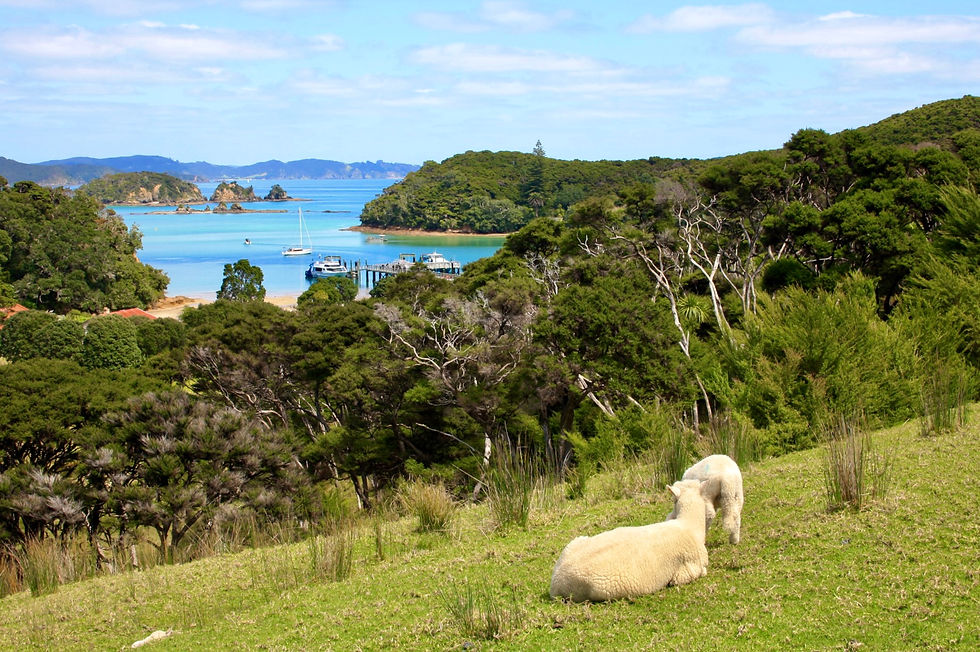 schapen kijken over de pier up urupukapuka island, nieuw-zeeland