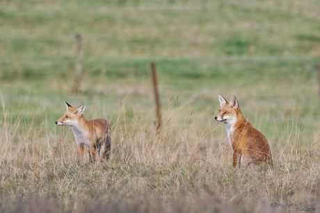 Renards roux 