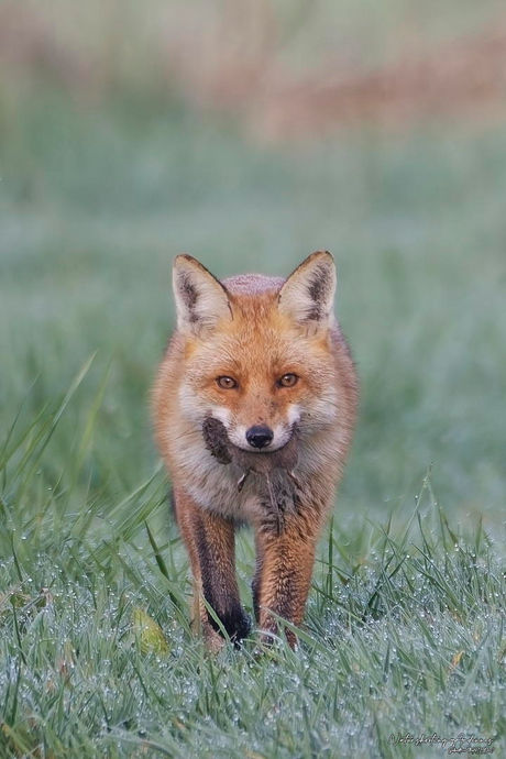 Renard roux