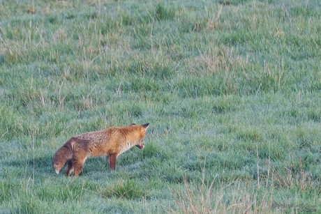 Renard roux