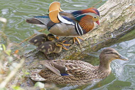 Canard mandarin et Canards colvert