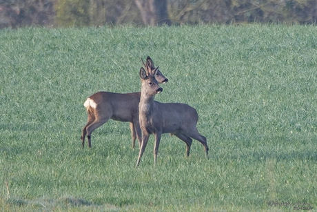 Chevreuils européens 