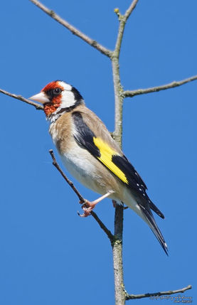 Chardonneret élégant 