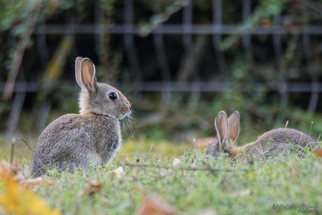 Lapins de garenne