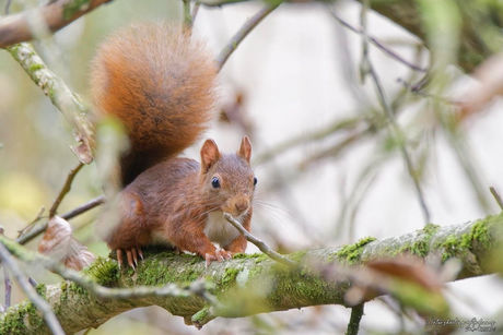 Ecureuil roux 