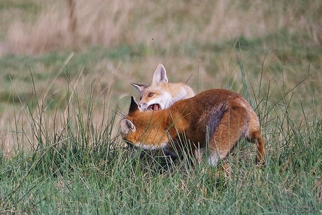 Renards roux 