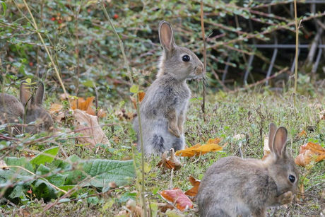 Lapins de garenne
