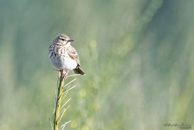 Pipit des arbres