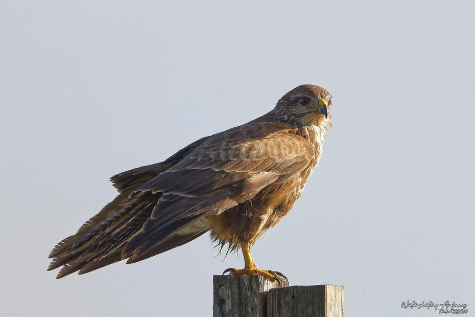 Buse variable