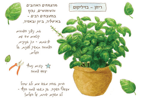 ריחות של קיץ - בזיליקום