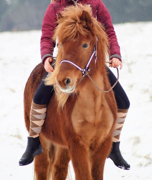 Miniaturbild: Seilhalfter - UNI