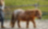 Thumbnail: Lange teugels 4m / 4.8m / 5.5m / 6m / 7m