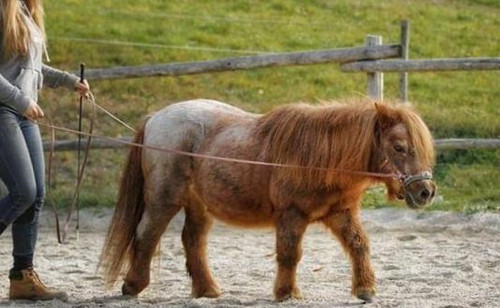 Redini Lunghe Per Cavallo 6 Metri - Nero, Poliestere Morbido, Per Lavoro A Terra - Foto 5