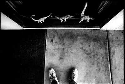 Little Dinosaurs.png