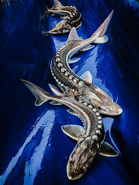 Sturgeon styled.jpg