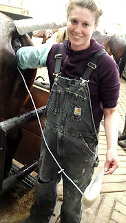 Flushing a mare in clinic