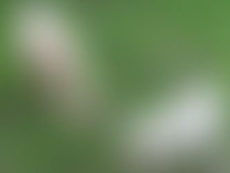 Candate : Les tondeuses à l'œuvre !