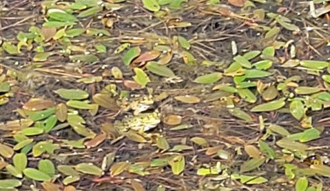 Sous le regard amusé des grenouilles !