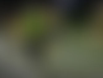 Municipal Orotina campeoniza y asciende a Primera División de Linafa