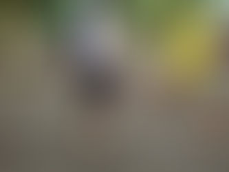 Punta Leona albergó torneo nacional de futbol playa