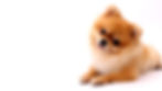 犬