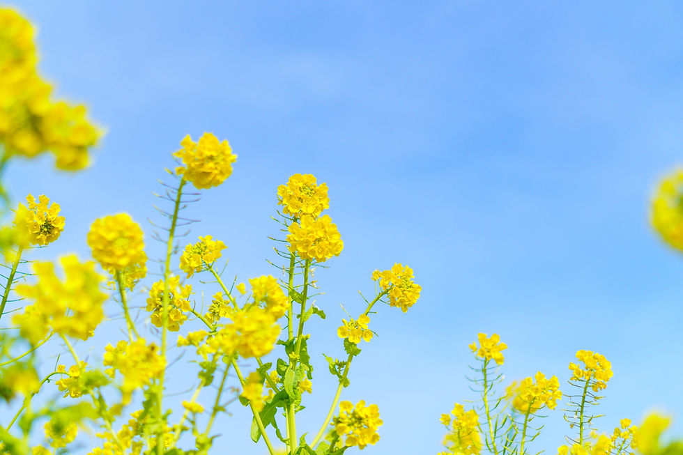 菜の花