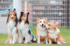 犬