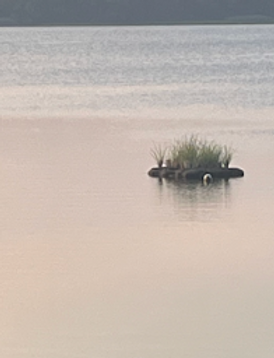 float pic Screenshot 2025-09-03 230150.png