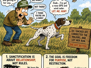 English Pointer
