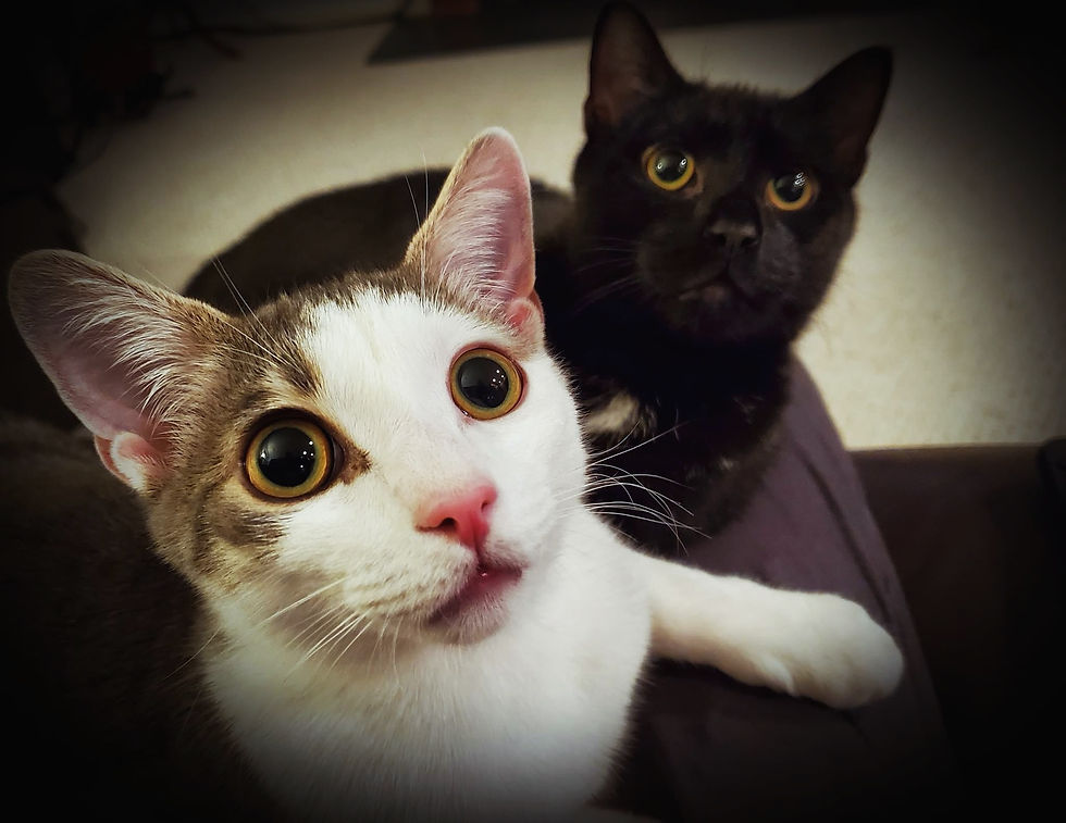 How Rescue Pets Can Teach Valuable Life Lessons