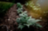 I was just shooting some plants in my grandma´s garden in Germany_edited.jpg