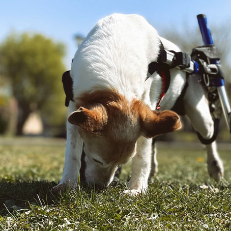 Hond in een hondenrolstoel aan het snuffelen in het gras