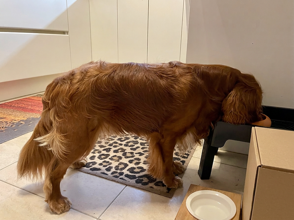 Hond die eet uit een verhoogde voerbak op de juiste hoogte.